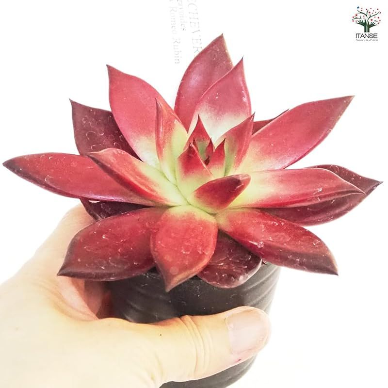 エケベリア属 原産地