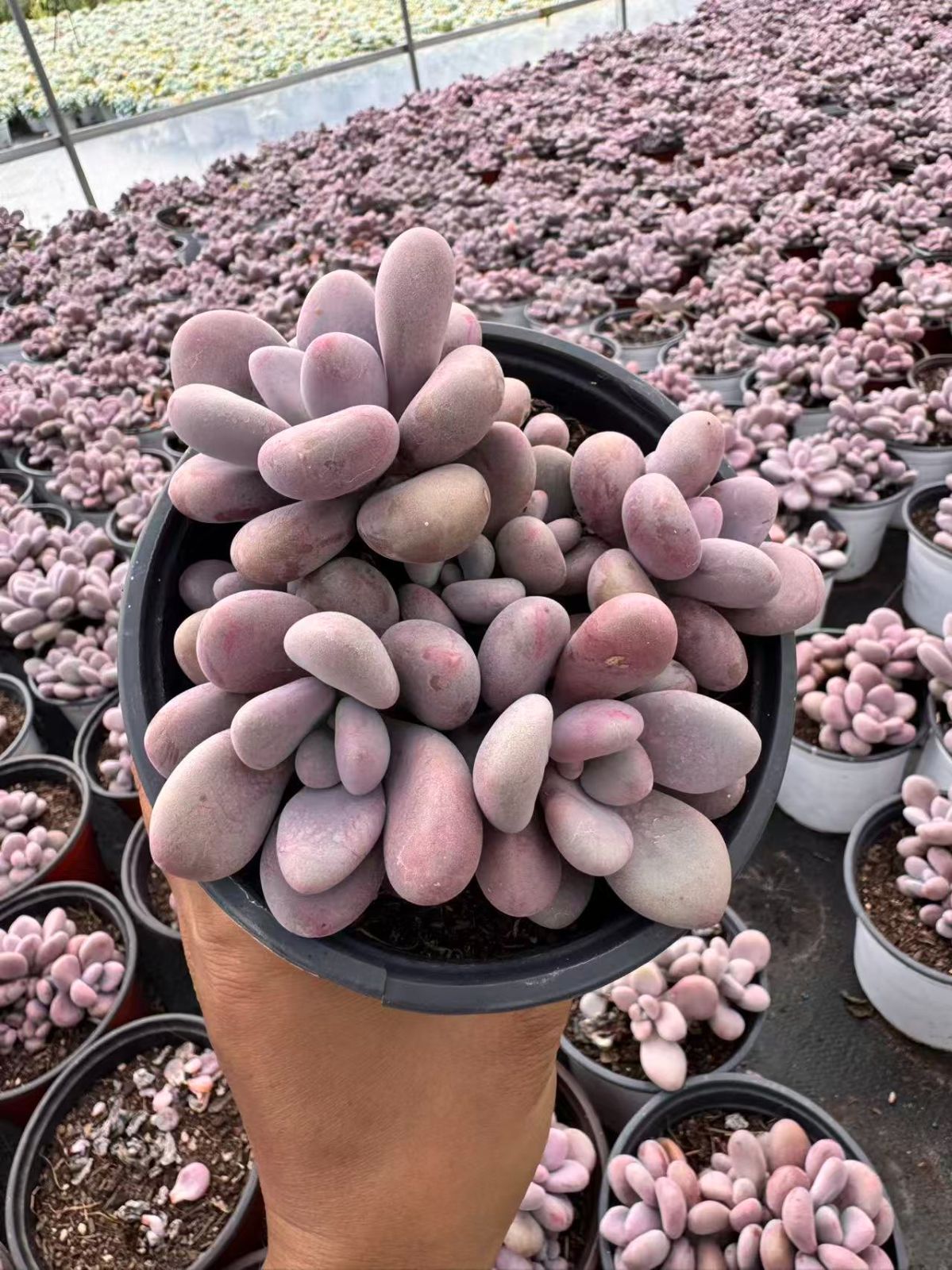 20株の抜き苗セット】ピンクハート単頭 多肉植物 佐川急便発送