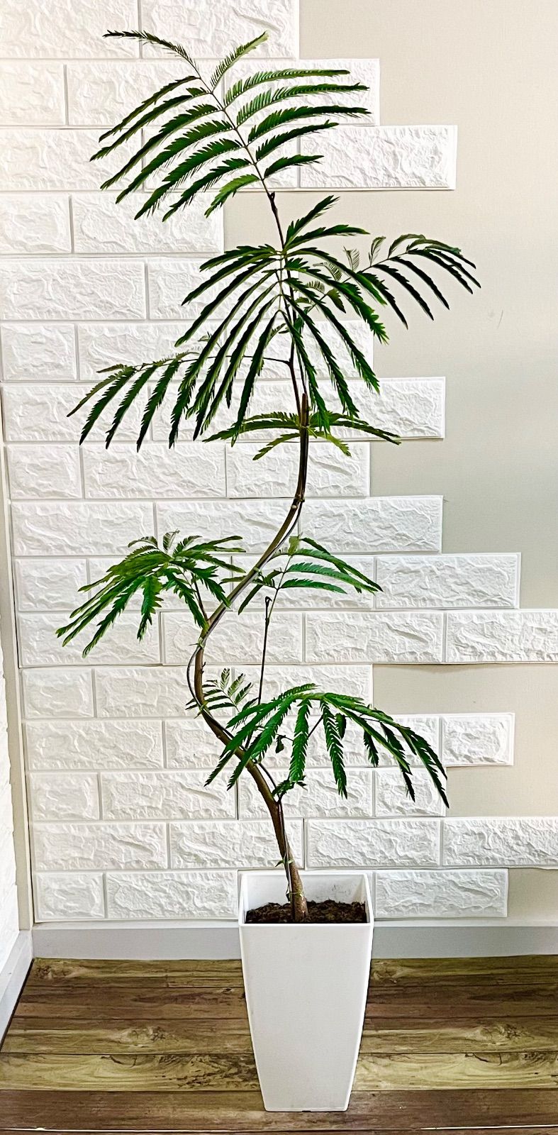 観葉植物 エバーフレッシュ⭐️曲がり⭐️約120cm
