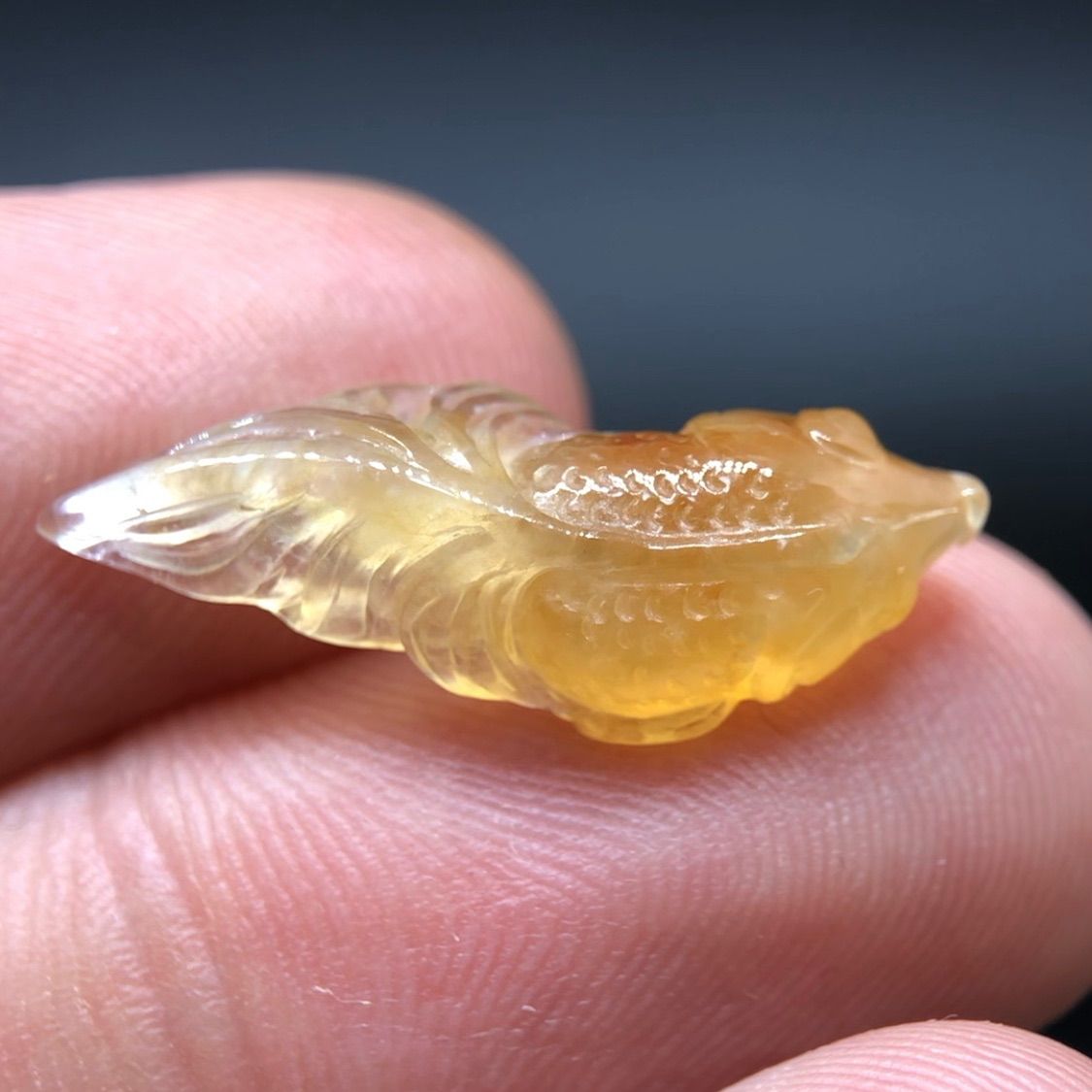 本翡翠金魚 本翡翠金魚 hhh1.jpg
