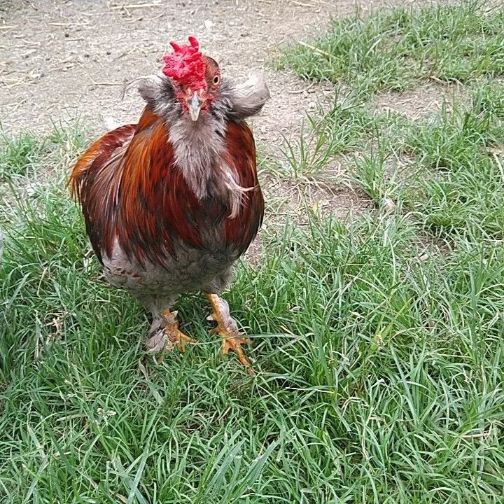 有精卵】アローカナ 卵6個 完全放し飼い 平飼い 原種 - メルカリ