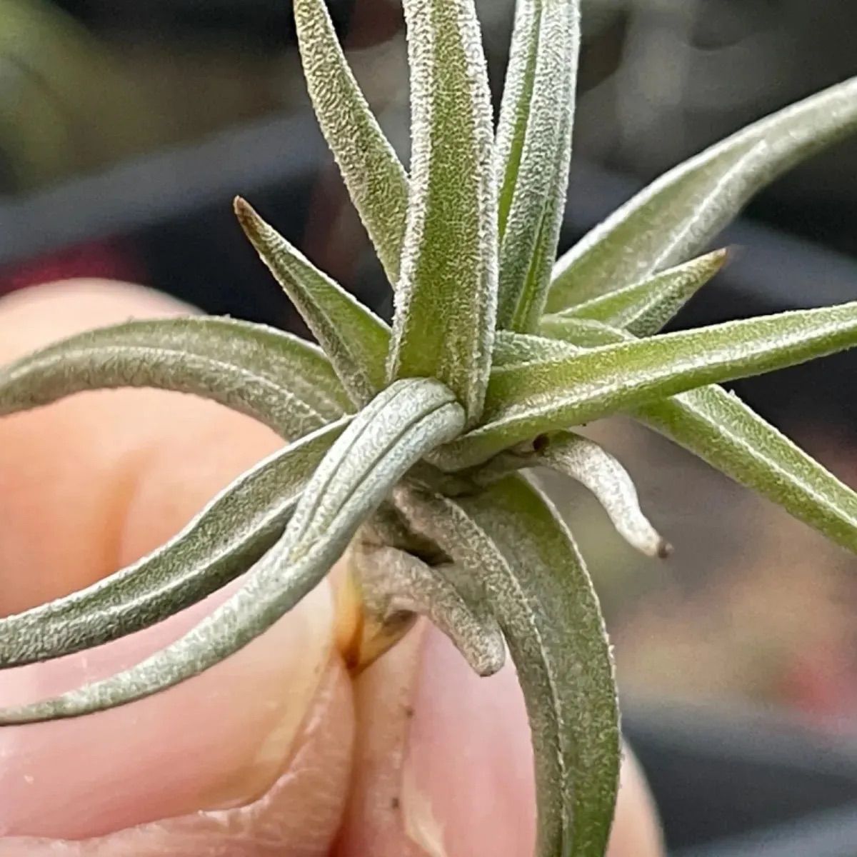 チランジア レクタングラ Tillandsia rectangulaエアプランツ - メルカリ