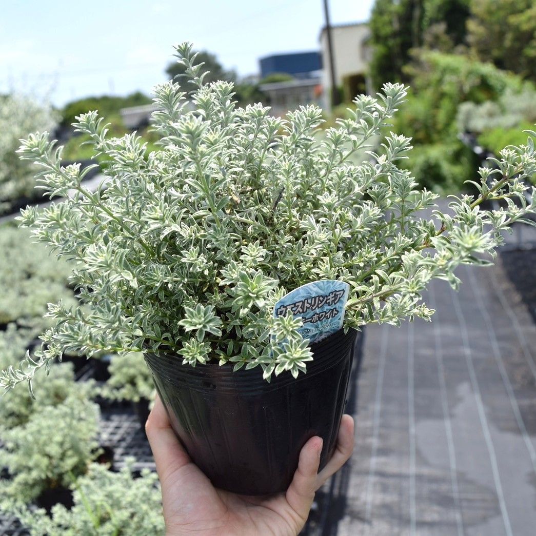 現品］22番 創樹 オリーブ ルッカ 6号 観葉植物 大型 屋外 オリーブの