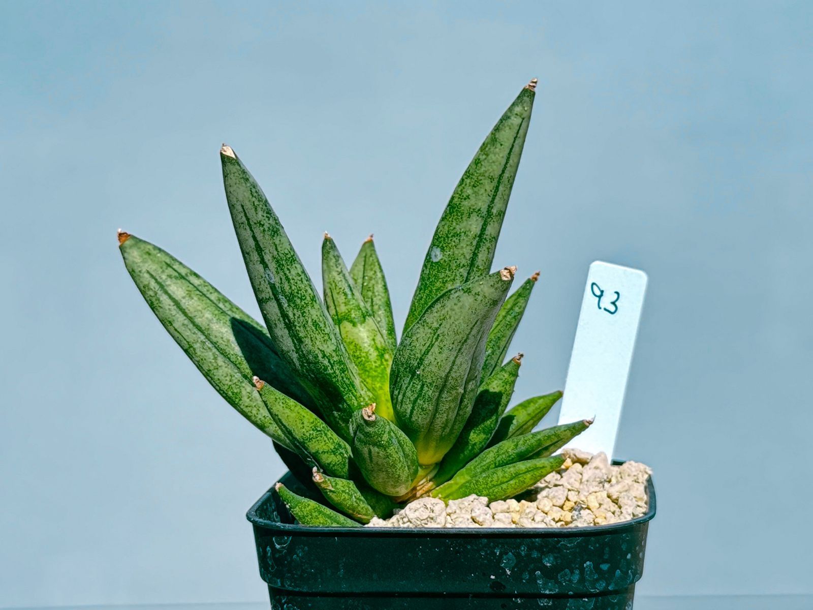 lianglaikangzi様専用】サンスベリア ヘッジホッグ 93,91 - メルカリ