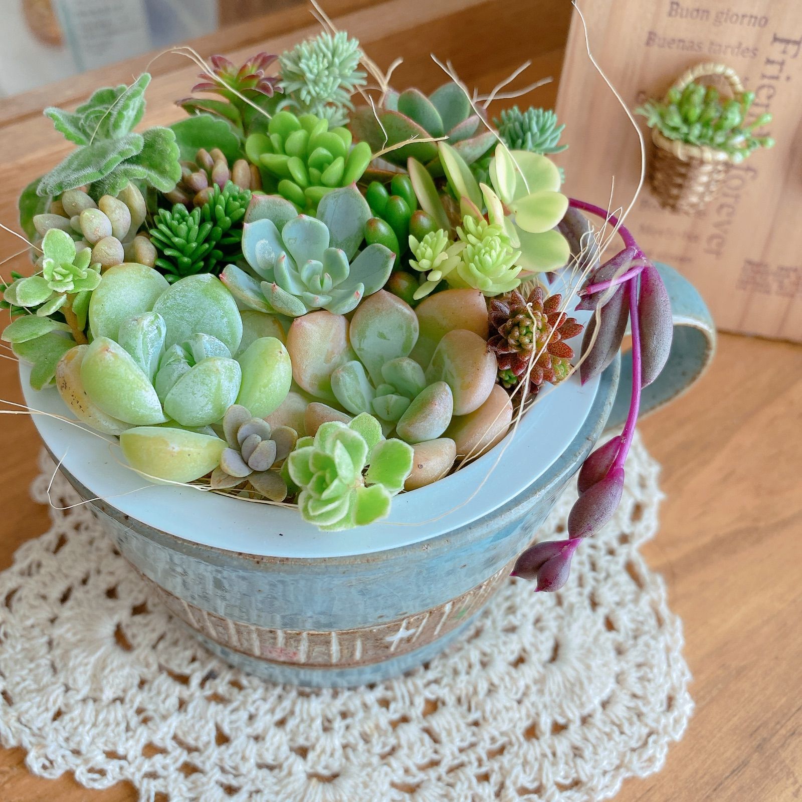 14 多肉植物寄せ植えセット詰め合わせ - メルカリ