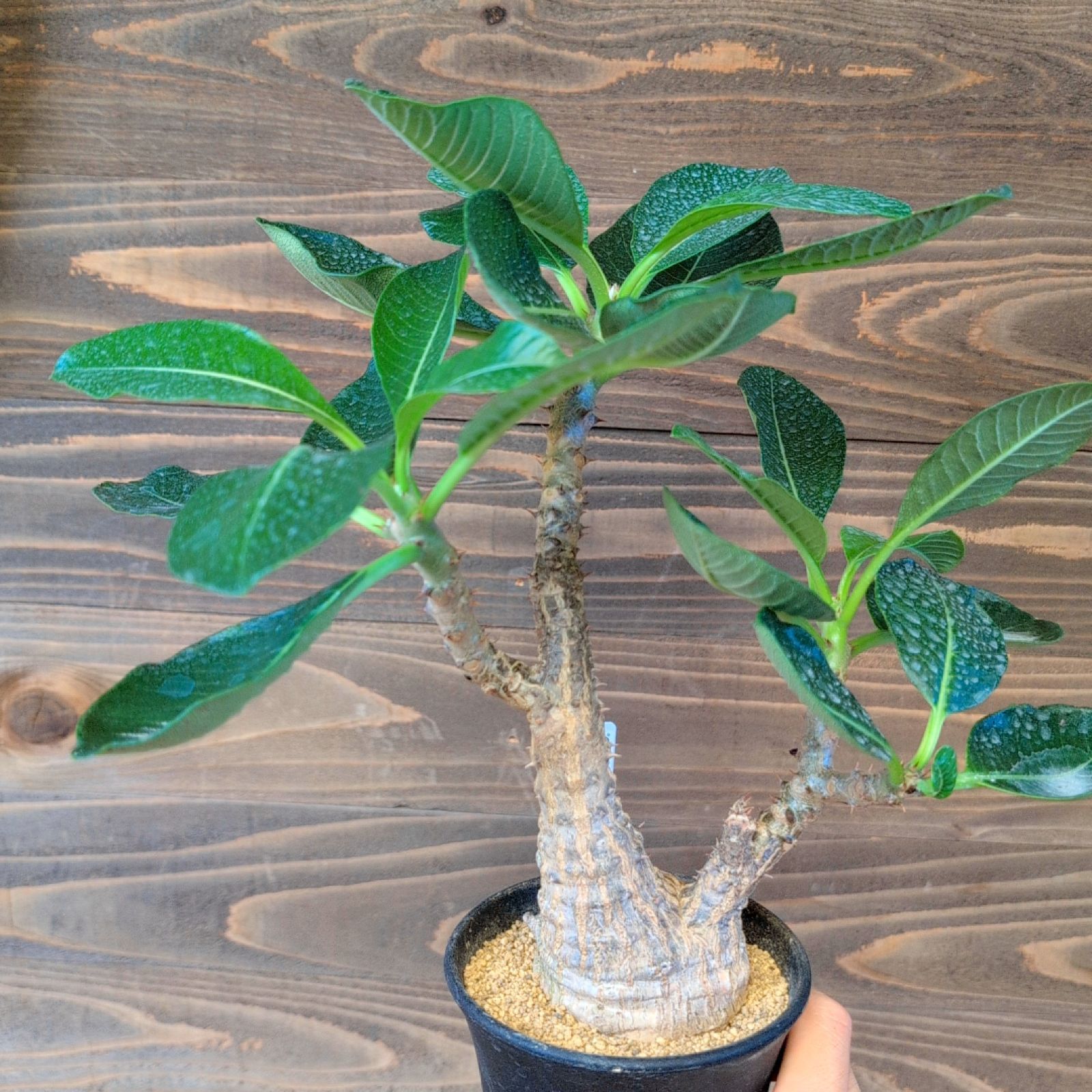 パキポディウム ウィンゾリー 【 現品 】実生 鉢のまま発送 - メルカリ