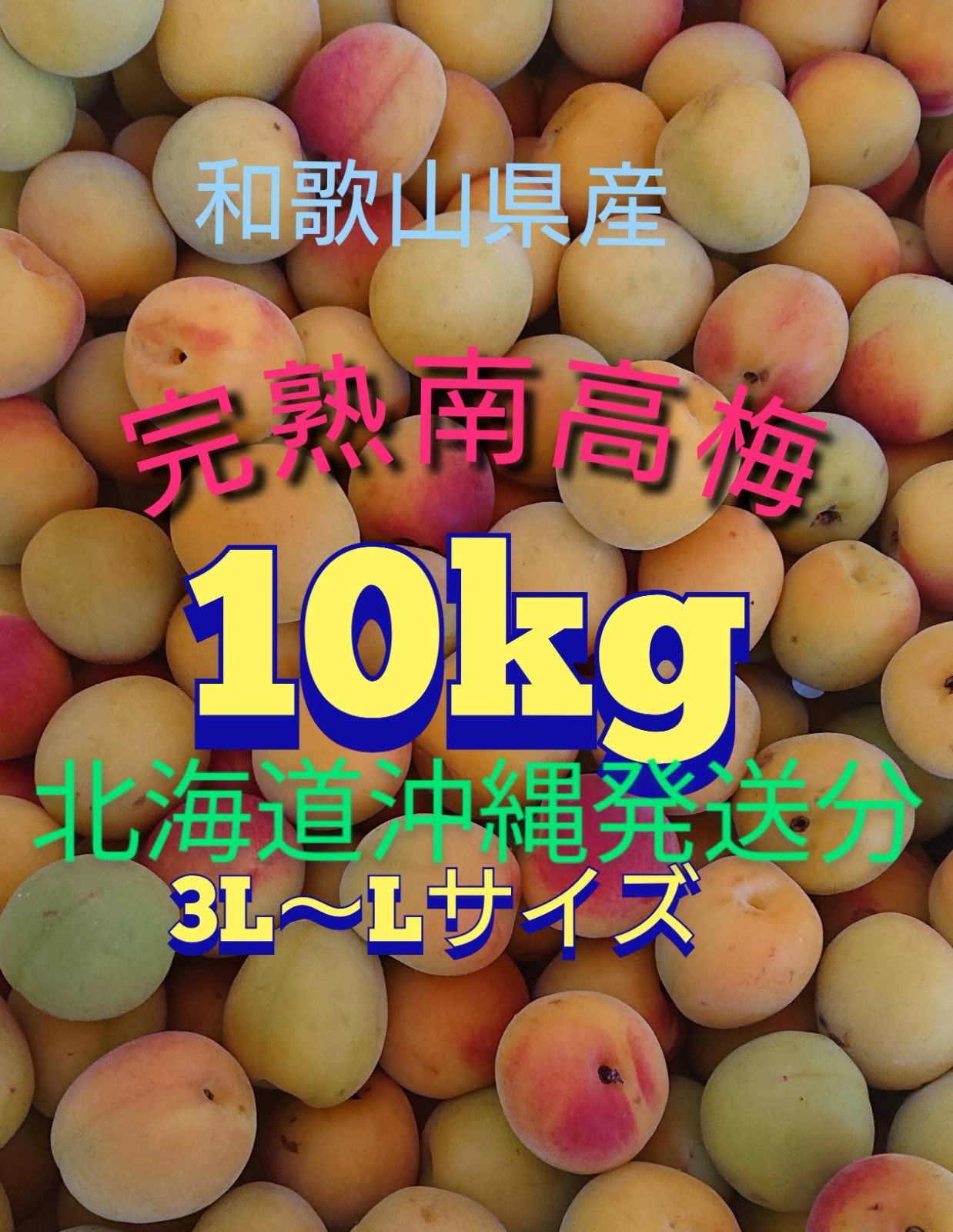 北海道、沖縄発送分！南高梅10kg和歌山県産