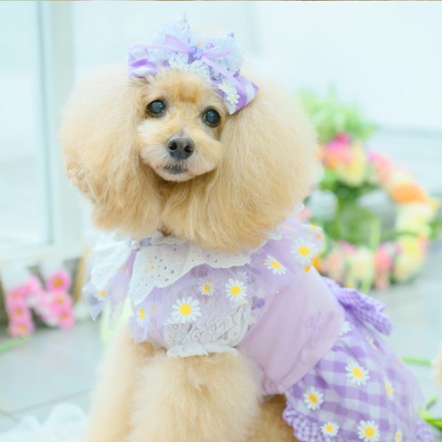 きゃんナナ フラワーギンガムワンピース ラベンダー SS タグ付き 犬服 CanNana 【きゃんナナ】フラワーギンガムワンピース ラベンダー