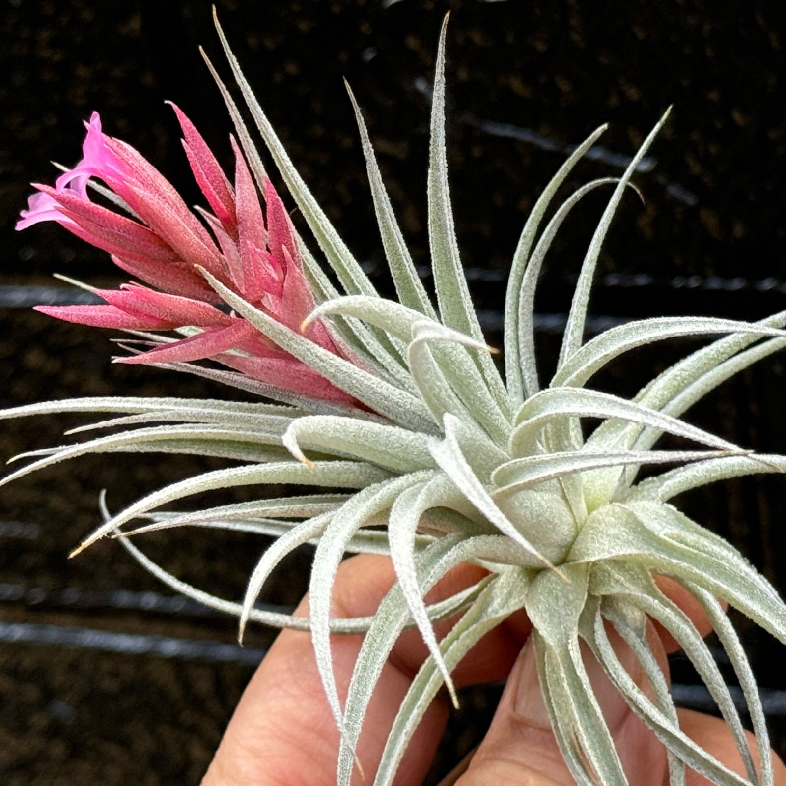 ブロメリア・エアープランツ Tillandsia kautskyi (Ex. R.Kautsky