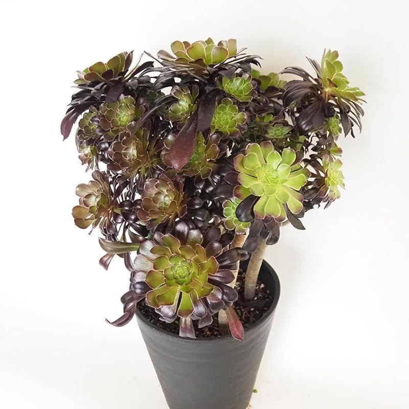 ♥ ＩＴＡＮＳＥ 黒法師 7号 1個売り 品種で選べる多肉植物 別名 サンシモン●葉は光沢を持ち 黒紫色に色変わりする美しい品種 冬型の多肉植物で 夏に休眠します 茎の上部にロゼット状の葉をつける点が特徴で 花が咲いているような草姿が楽しめます 0