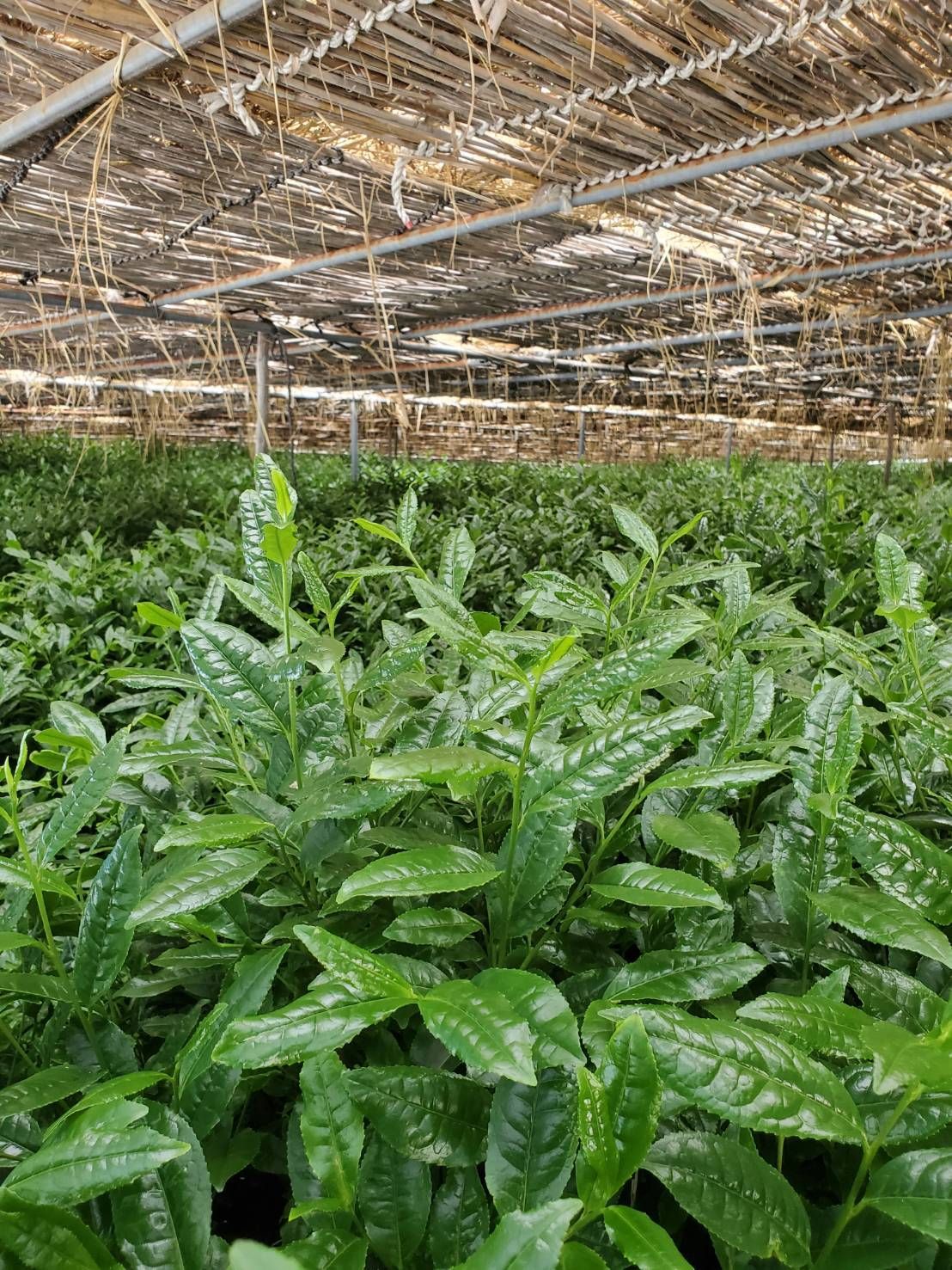 ♠ 京都府産宇治抹茶