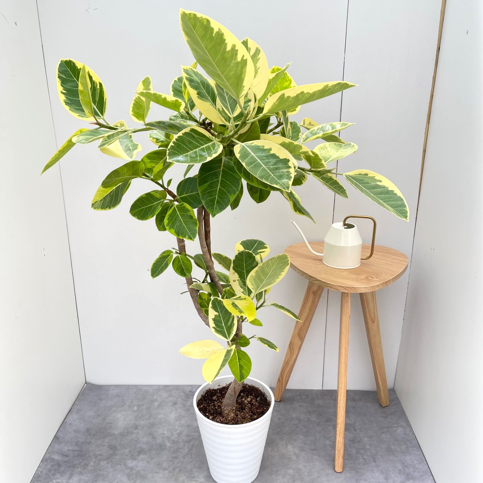 ［現品］80番　フィカス　アルテシマ　曲がり　10号　尺鉢　観葉植物　室内　大型 特価】フィカス アルテシマ 曲がり 観葉植物 大型 室内 現品］80番