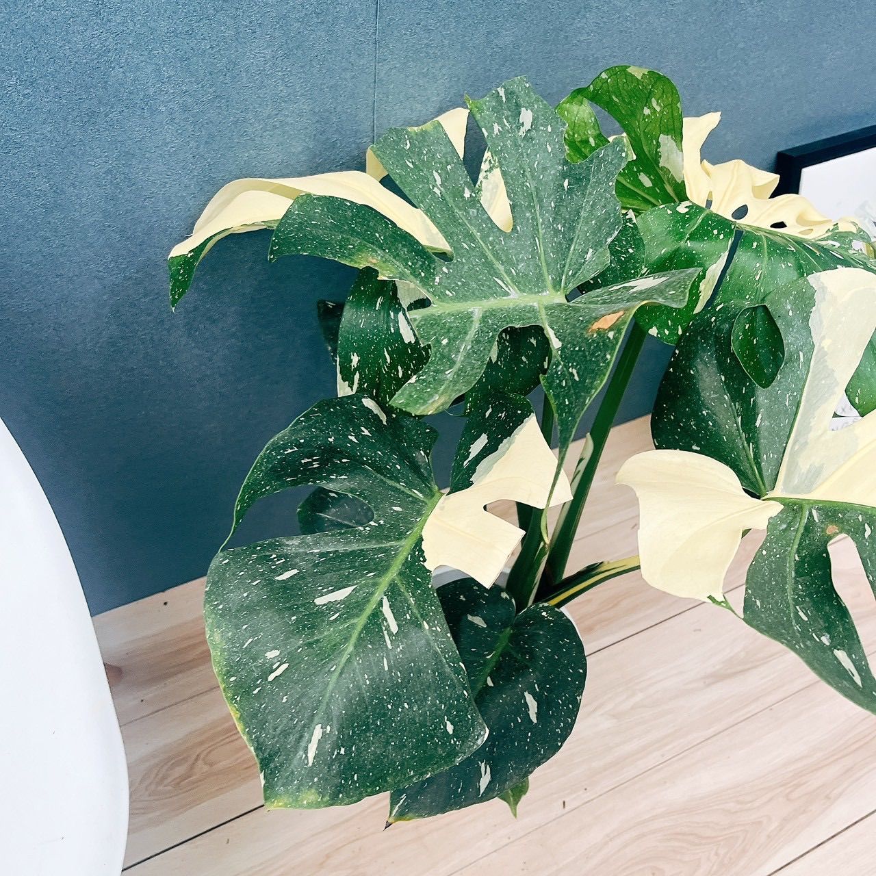 現品 おすすめ 2番 モンステラ 斑入り 7号 観葉植物 室内 鉢受け皿付き おしゃれ