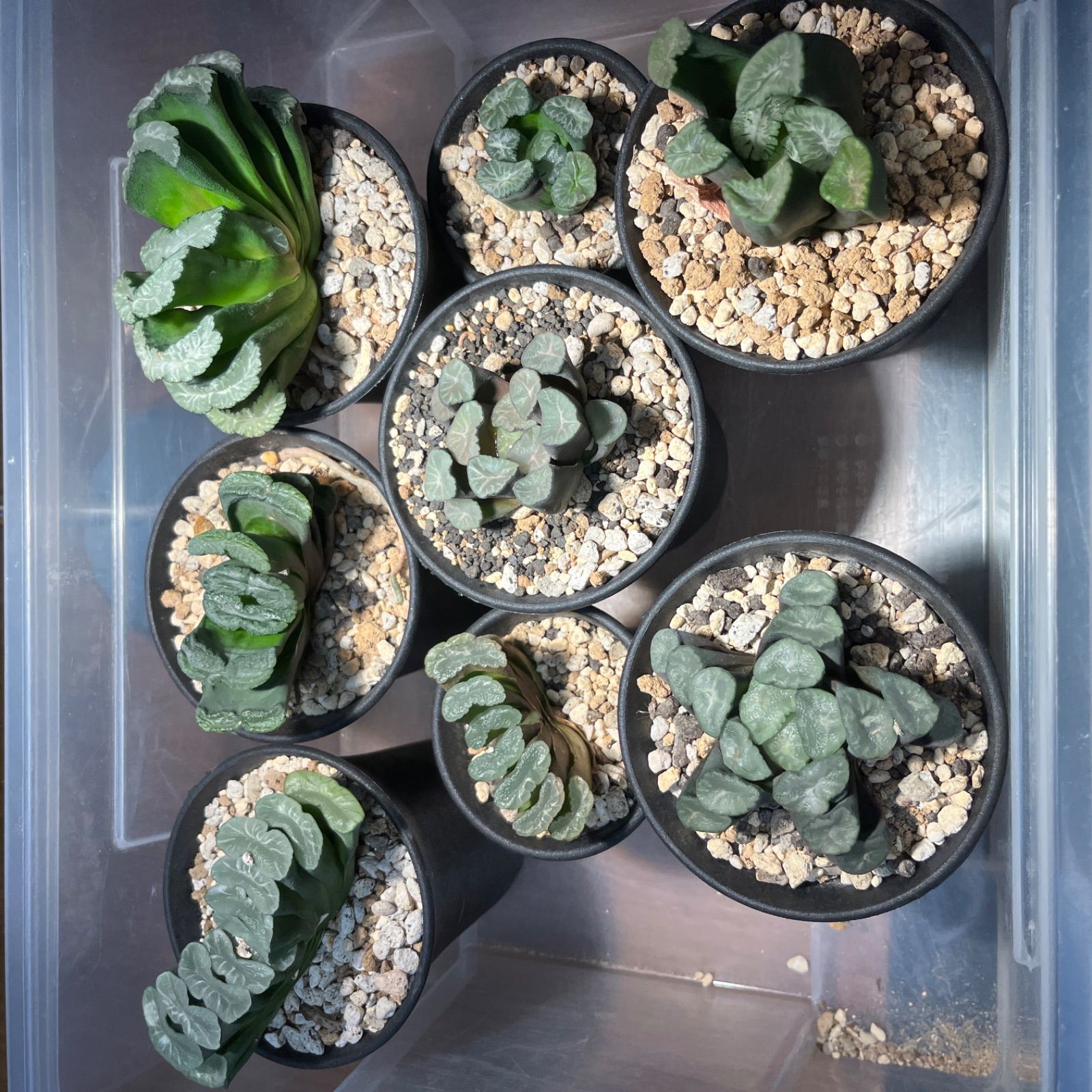 ハオルチア　オブツーサ　出品苗大きさ比較 ハオルチアオブツーサ出品苗大きさ比較