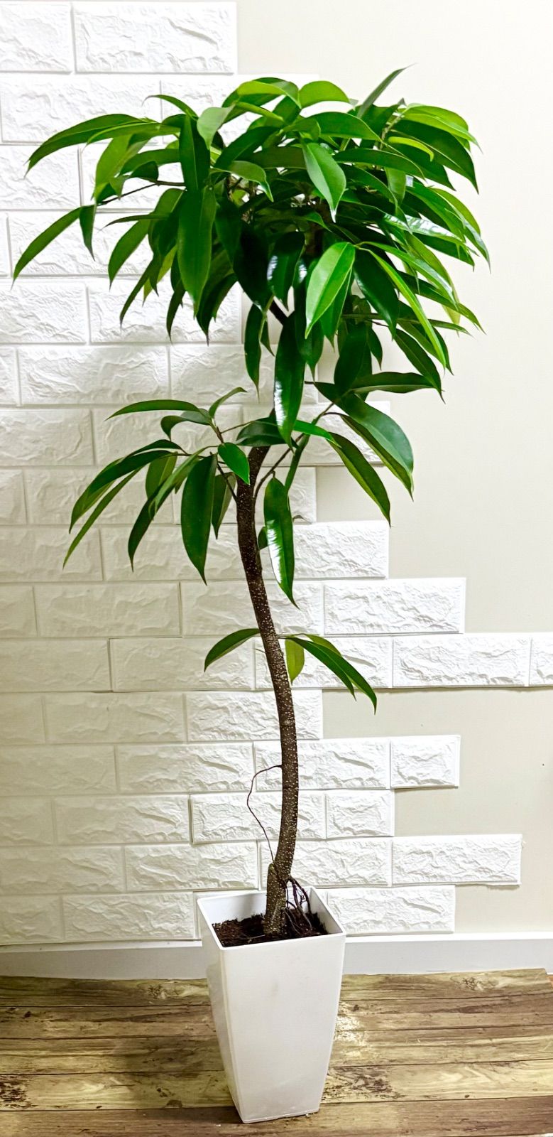 観葉植物 フィカス⭐️アムステルダムキング⭐️曲がり 観葉植物