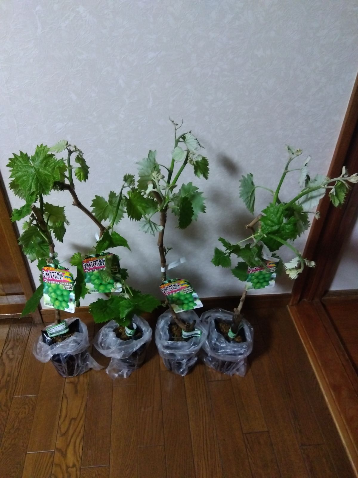 ぶどう苗木