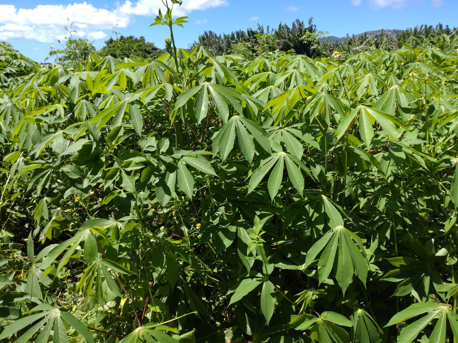 ☆キャッサバ挿木用苗木(穂木)500本入り☆(黄色系スイート種)・沖縄県 