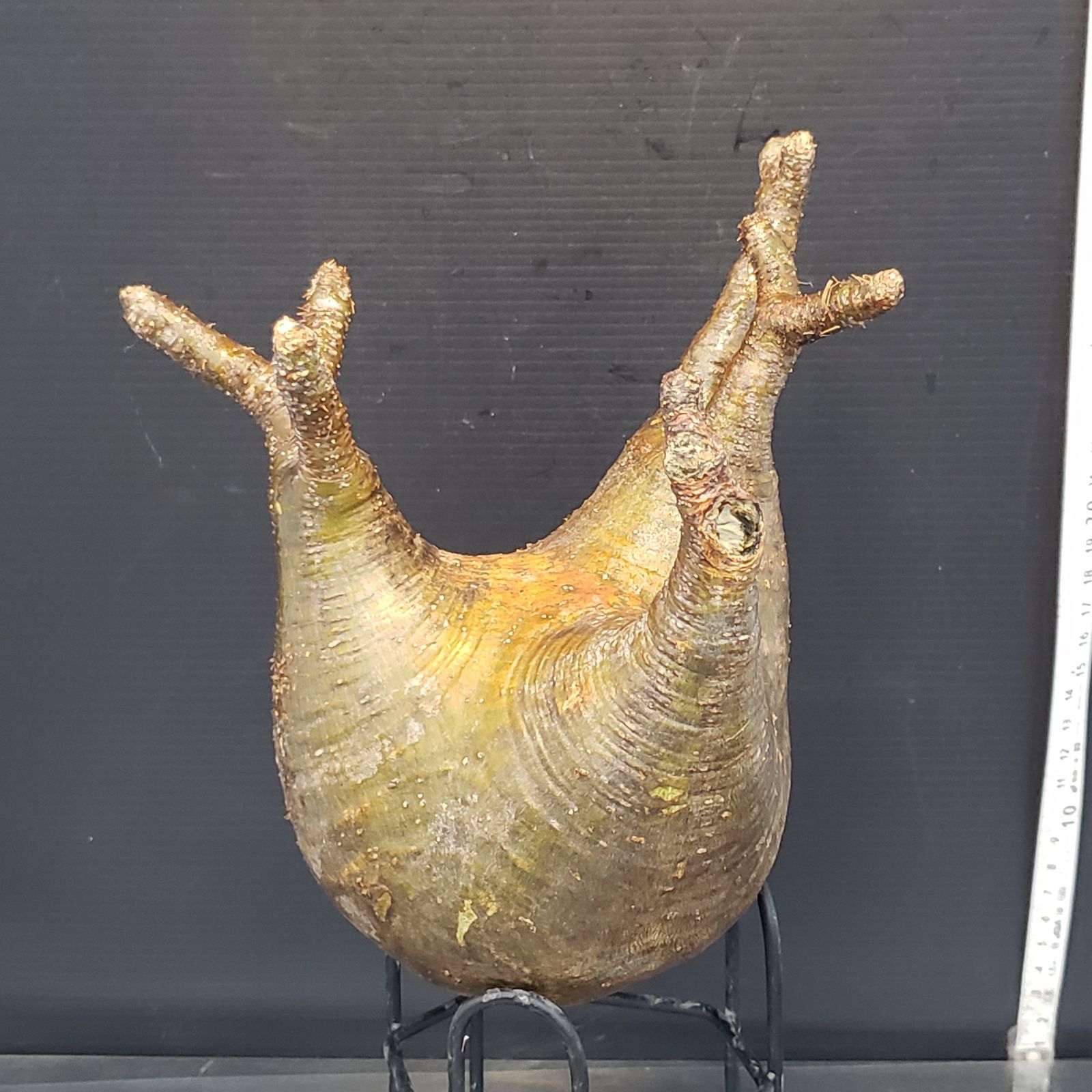 110000円値引き!・超細密肉筆植物画ハマナス(浜梨) 110000円値引き!・超細密肉筆植物画ハマナス(浜梨) - メルカリ
