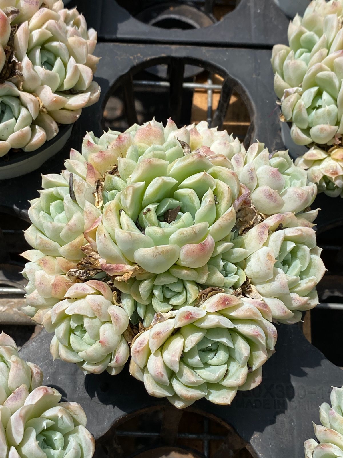 36株の抜き苗セット 白月影 多肉植物 佐川急便発送 エケベリア 韓国苗 ZM1675