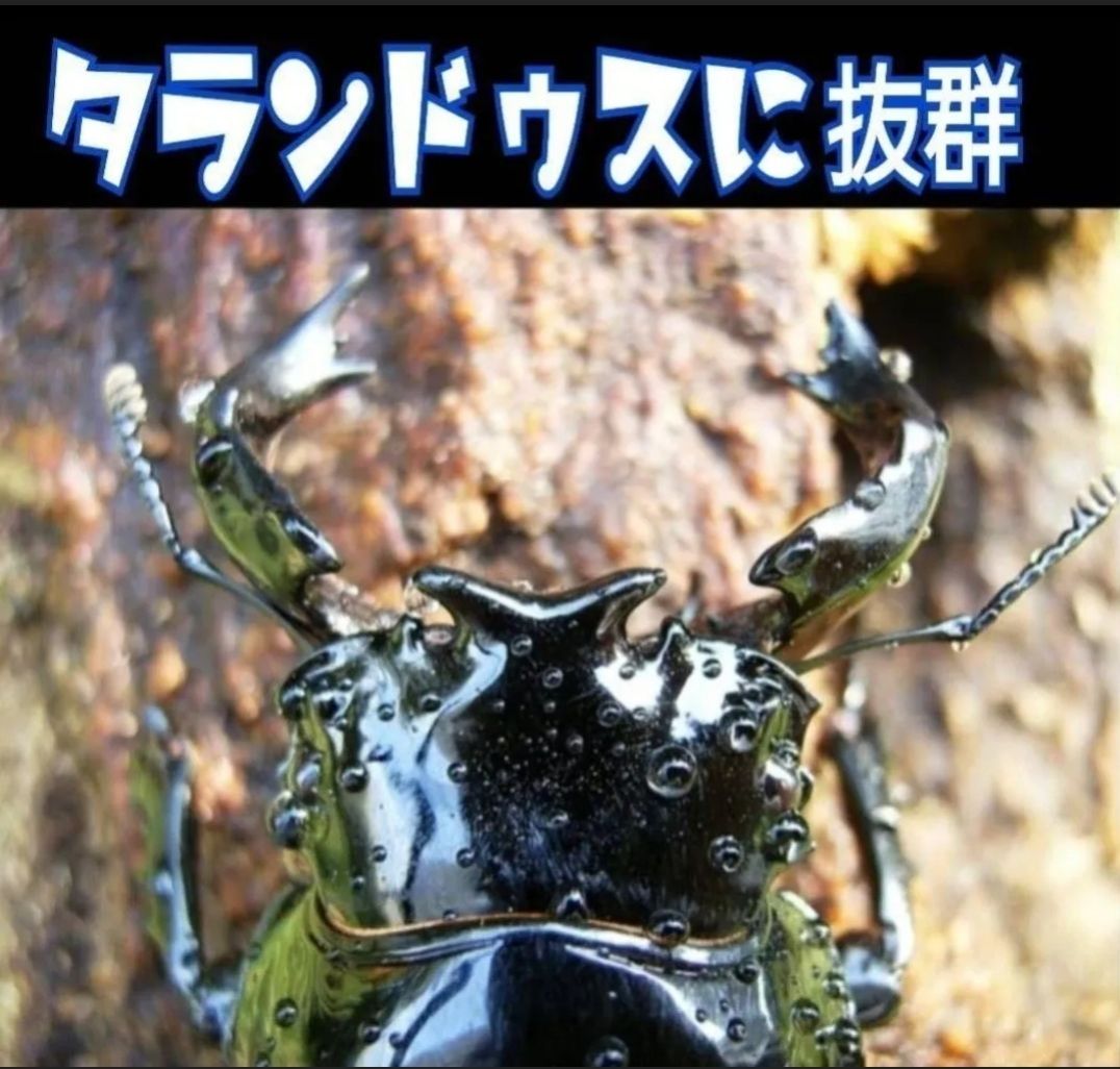 極上☆カワラタケ菌糸ブロック【5個セット】 4000cc クヌギ100 