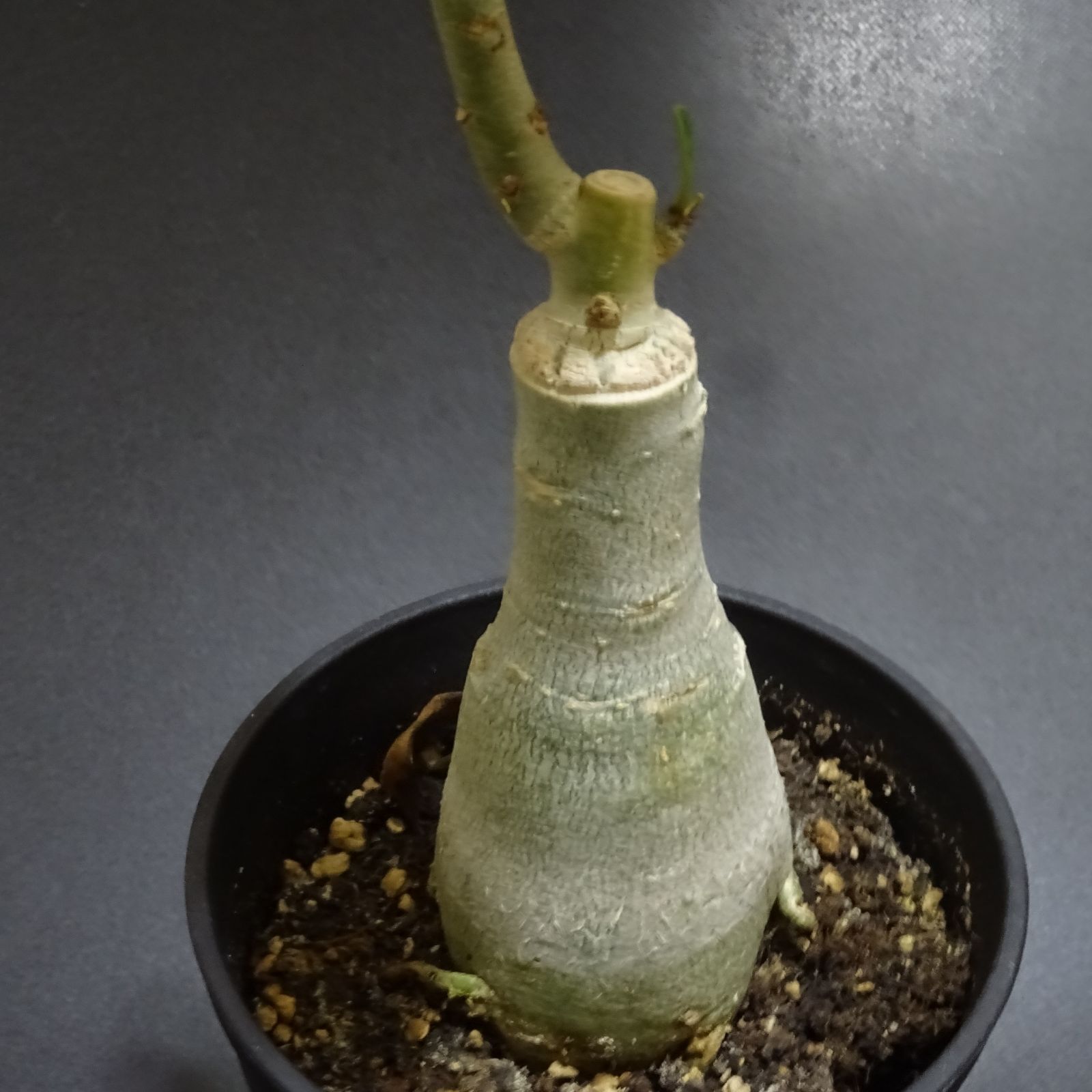 有名な高級ブランド アデニウム TANHY 植物/観葉植物 - jupitercandles.com