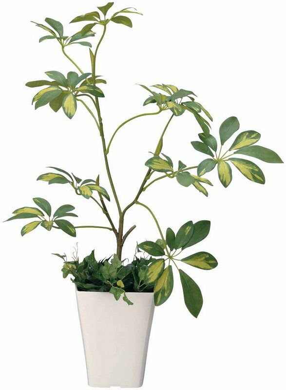 光触媒観葉植物 シェフレラ〔フロアタイプ(ミドルサイズ)〕/光触媒 観葉植物 ウンベラータ フェイクグリーン 花 胡蝶蘭 開店祝い 開業祝い 誕生祝い 造花 アートフレーム おしゃれ 飾る 4Lサ