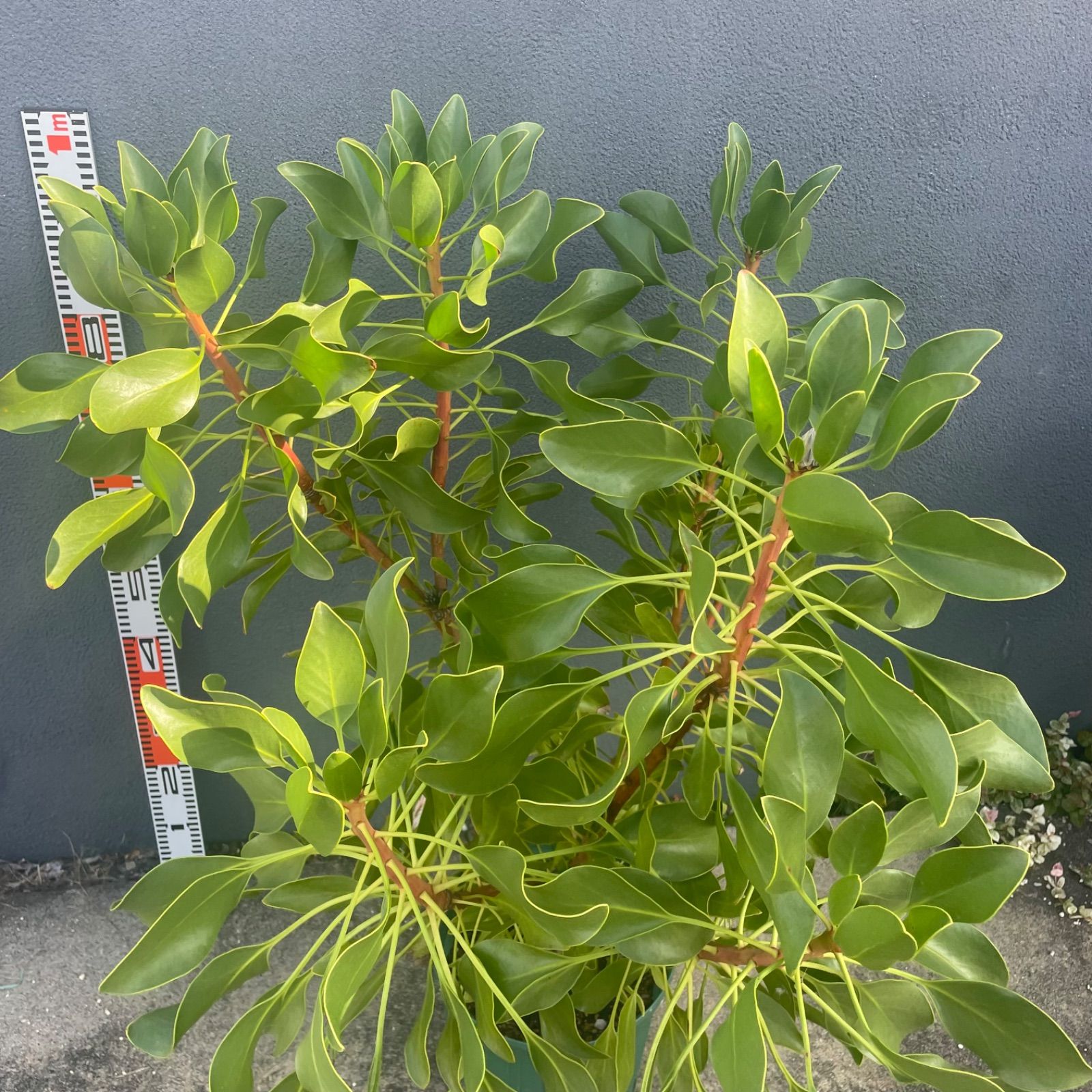 プロテア キングピンク オージープランツ