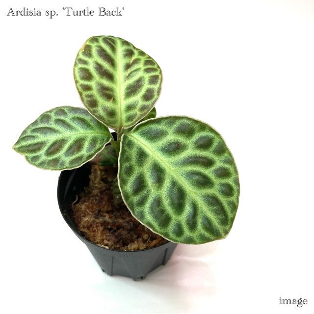 アルディシア sp 'タートルバック' (Ardisia sp. 'Turtle Back') - メルカリ