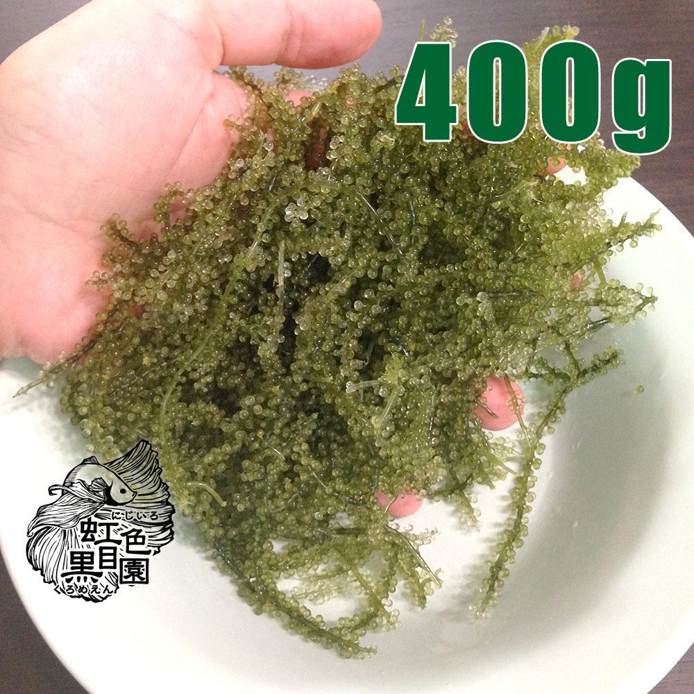 海ぶどう 400g アクアリウム 海水魚水槽 専用 沖縄産 茎付き 死着補償 ...
