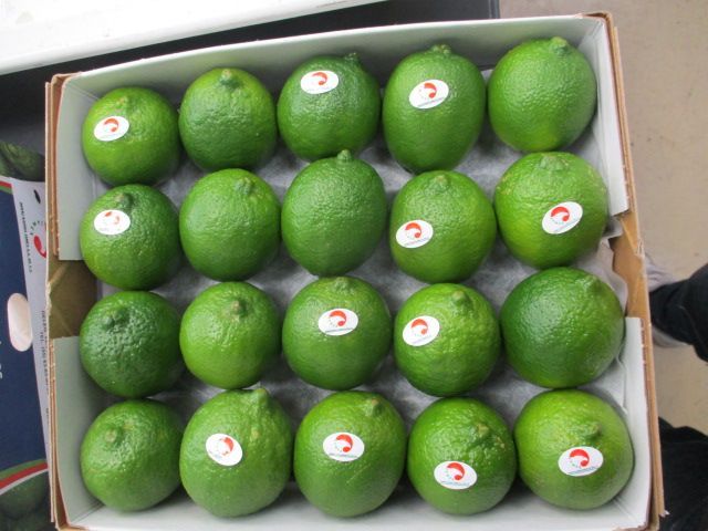 メキシコ産ライム5kg40玉 or 44玉入