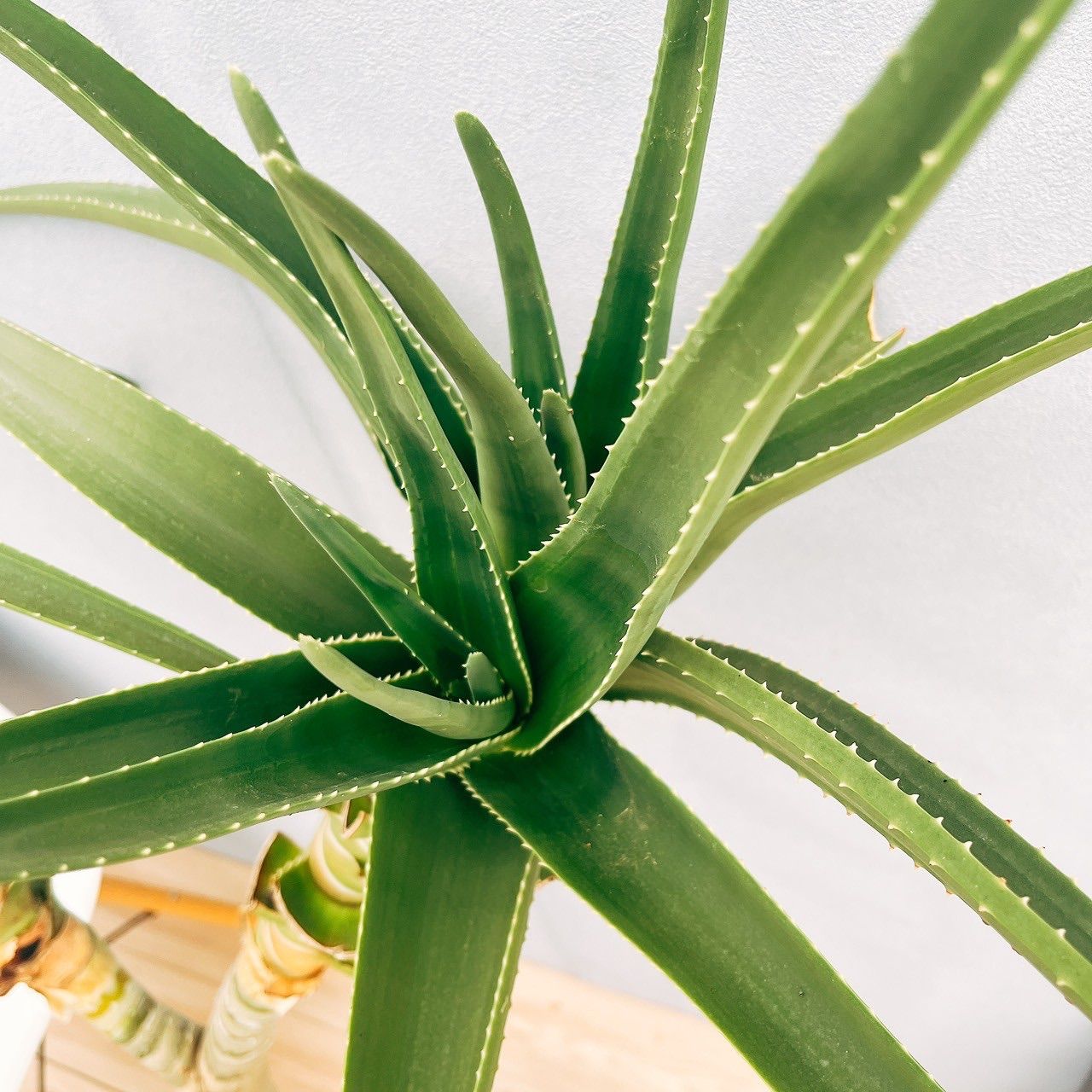 アロエ　メデューサ 現品］【希少】94番 アロエ メデューサ 8号 観葉植物 室内 大型