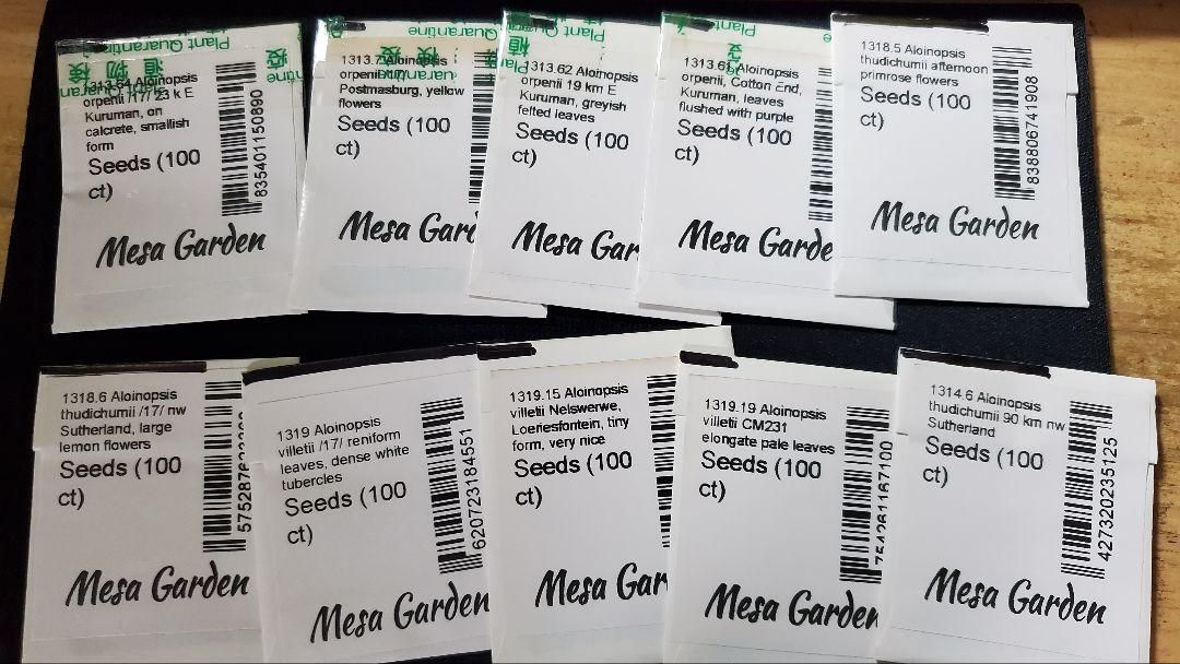 アロイノプシス 種子３５種類