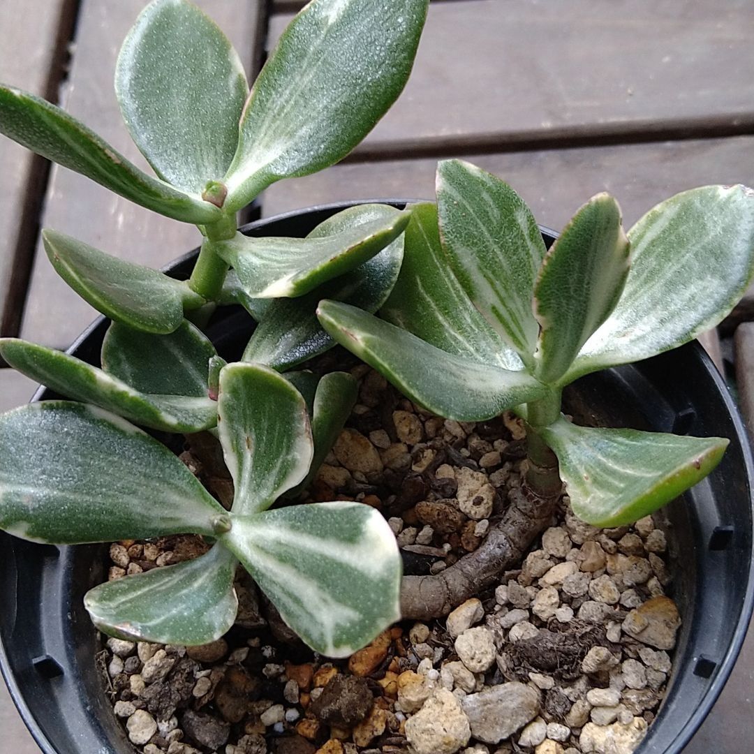 多肉植物「斑入り金のなる木」抜き苗 - メルカリ