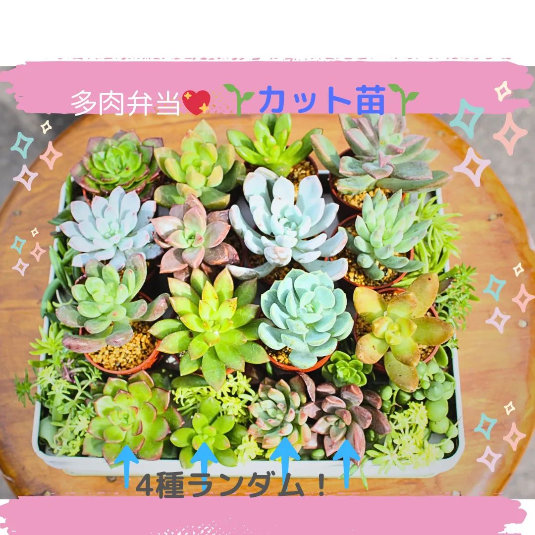 超豪華12種コンプリートセット+ランダム4種+もりもりセダム 多肉植物 