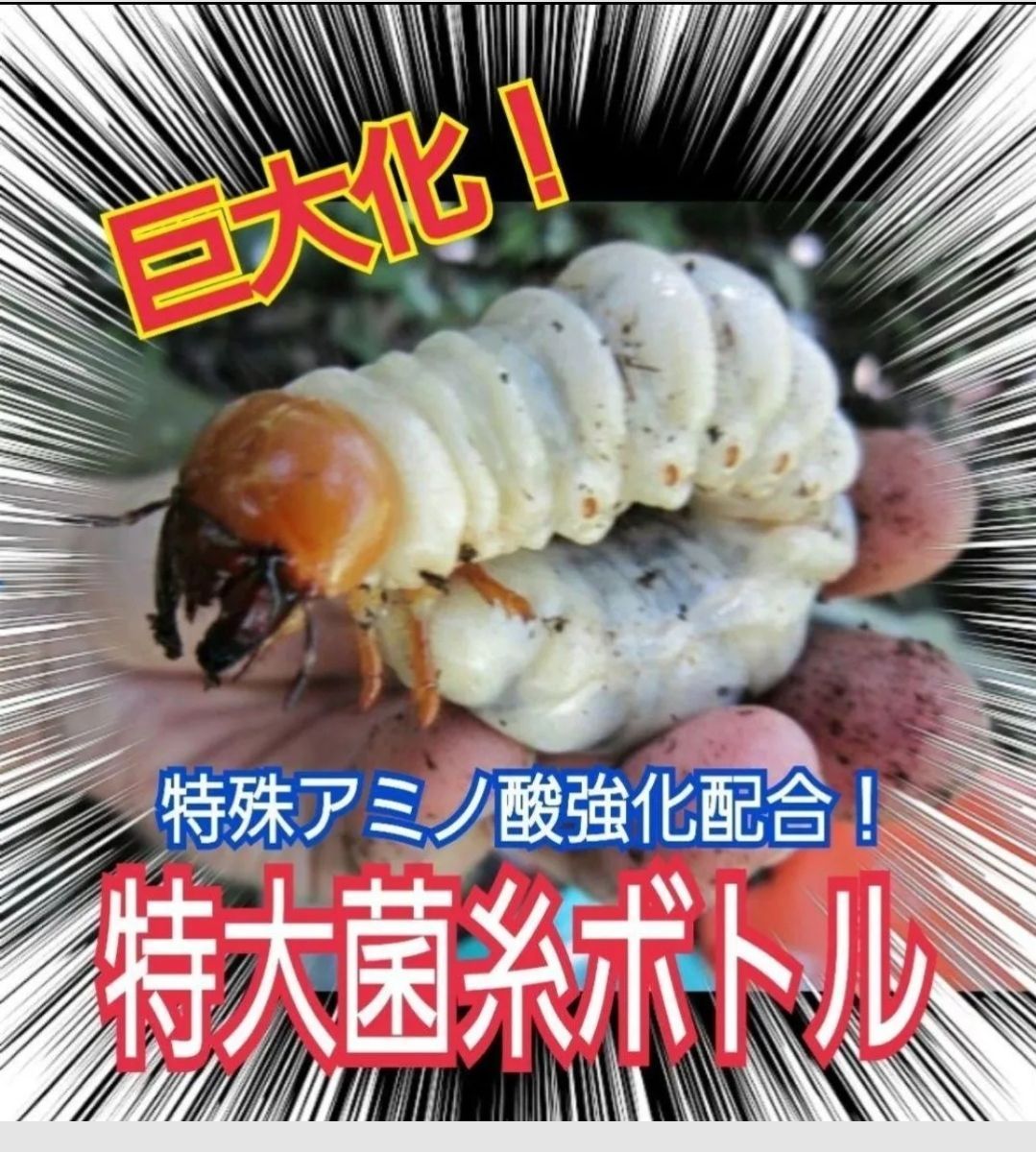 ヒラタ ノコギリ