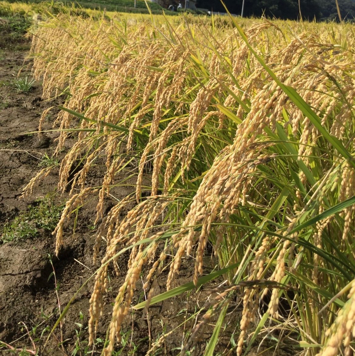 令和7年福島県産1等新米コシヒカリ10kg精米