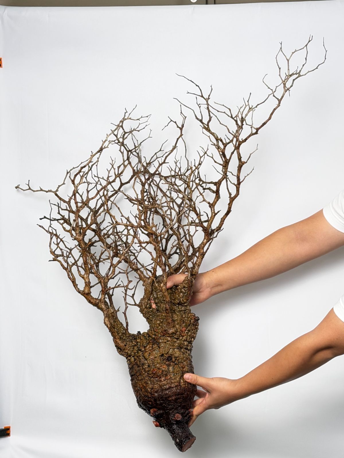 Operculicarya pachypus