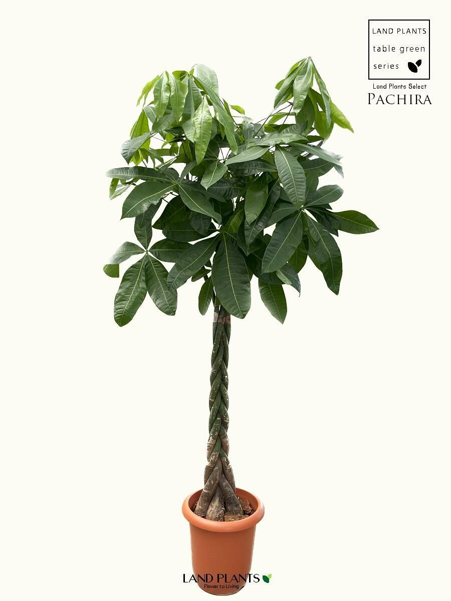 ワシントンヤシ 10号175cm Washingtonia robusta ワシントンヤシ 10号175cm Washingtonia robusta ワシントンヤシ 10号