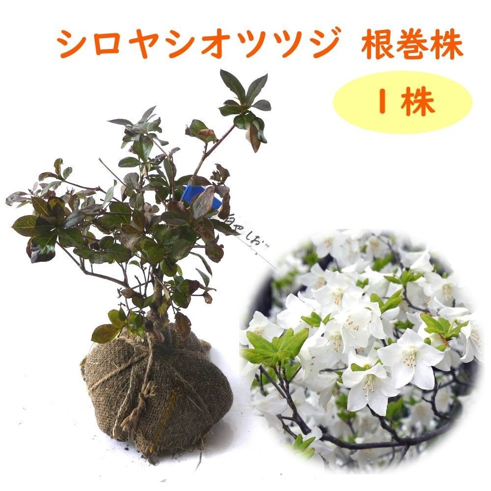 シロヤシオ ツツジ ( ゴヨウツツジ ) 』苗 苗木 樹高20cm前後 - メルカリ