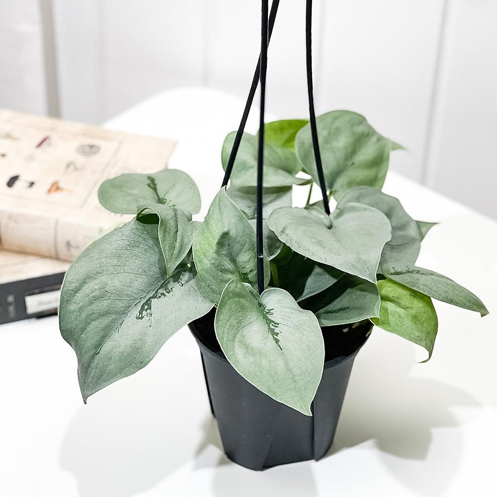 PLANCHU 観葉植物 スキンダプサス オルモストシルバー 4号吊り鉢