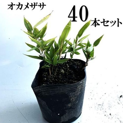 40本セット オカメザサ|12cmポット