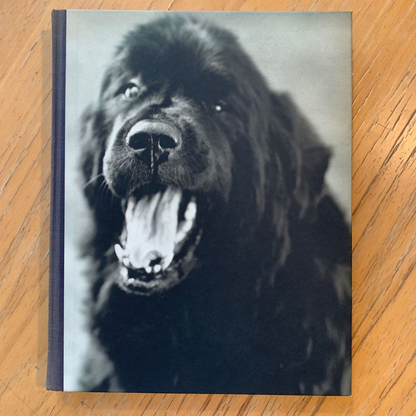 GENTLE GIANTS Bruce Weber ブルースウェバー　写真集 Gentle giants : a book of Newfoundlands ブルース・ウェーバー