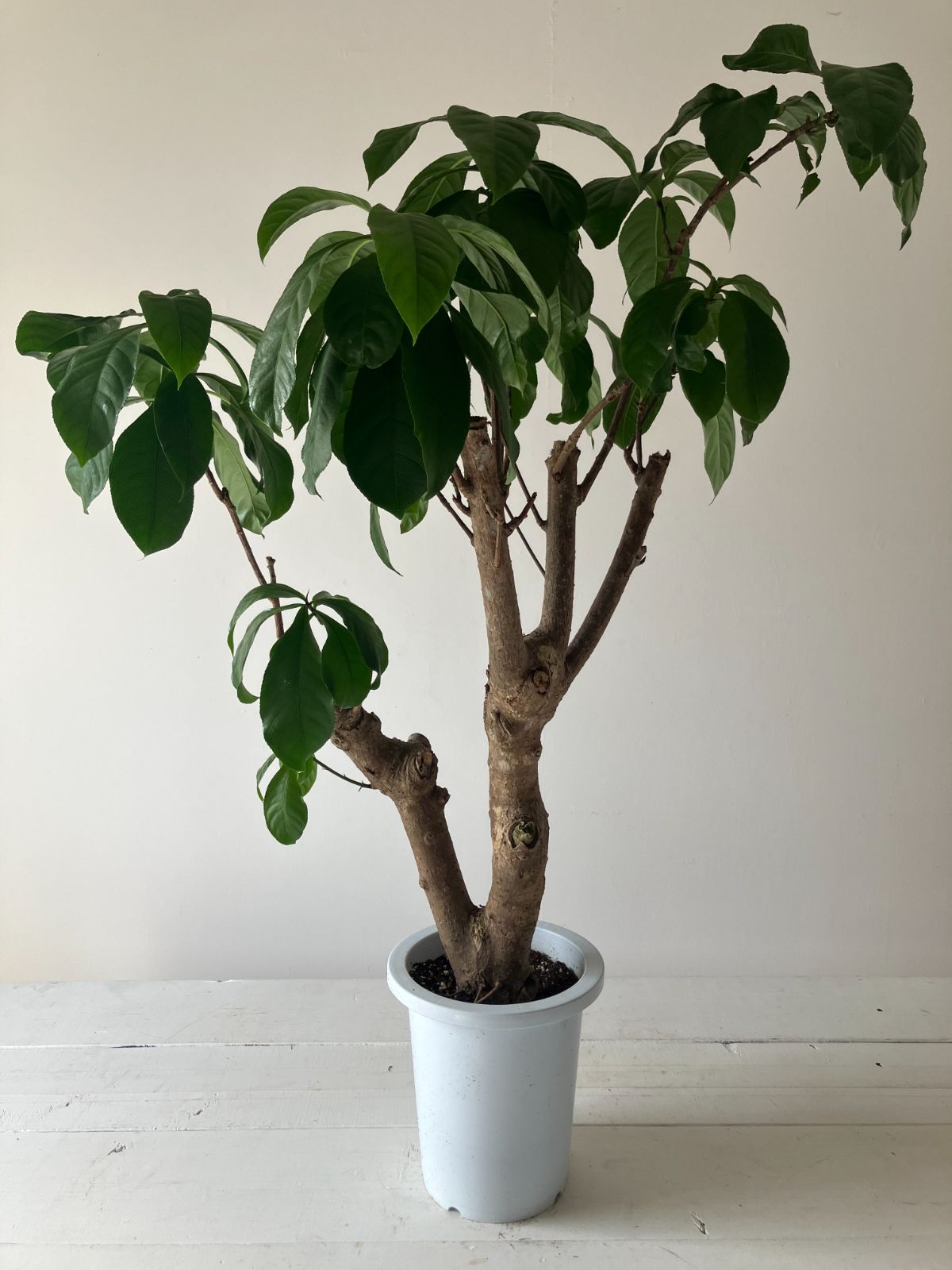 立派♡トキワマンサク♡七彩♡8寸鉢♡ 立派♡トキワマンサク♡七彩♡