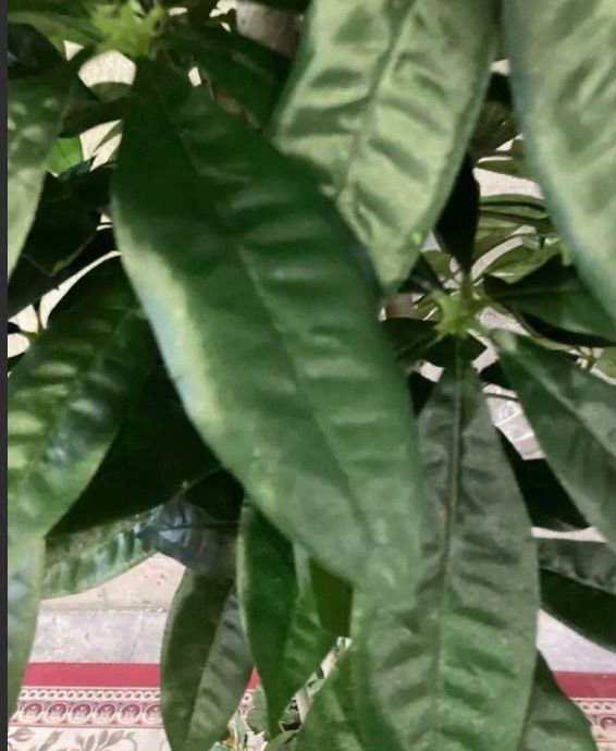 光触媒 人工観葉植物 ウォールグリーン フェイクグリーン パキラ 光触媒 人工観葉植物 ウォールグリーン フェイクグリーン パキラ