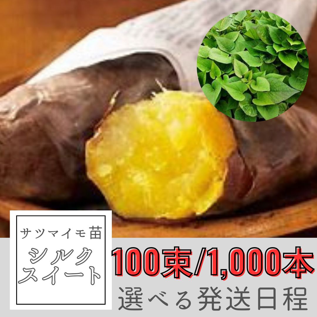 シルクスイート芋苗1000本 シルクスイート芋苗1000本 【公式通販】