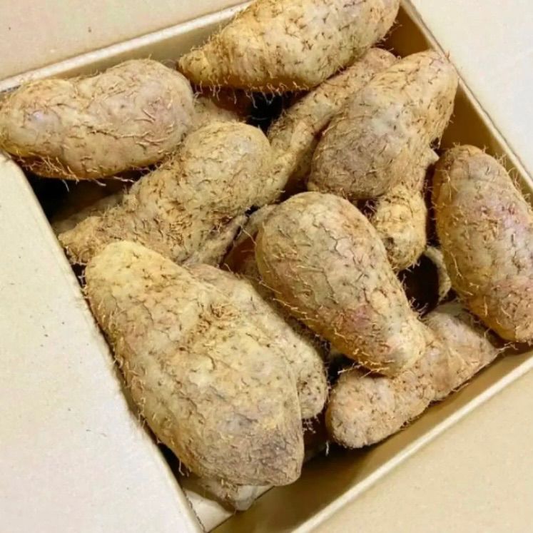 希少❣️無農薬✨琉球自然薯クーガ芋✨2k分✅