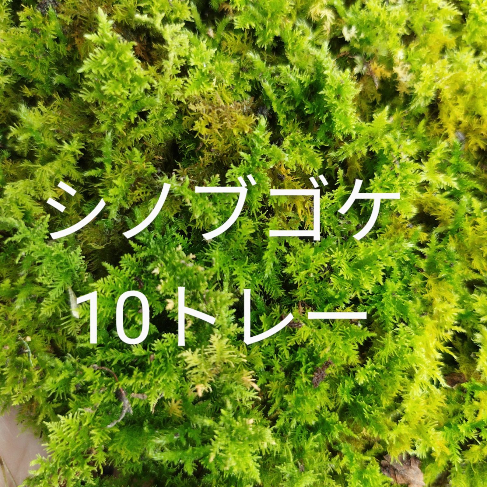 シノブゴケ 10トレー 苔 苔玉 苔リウム 苔テラリウム こけ コケ