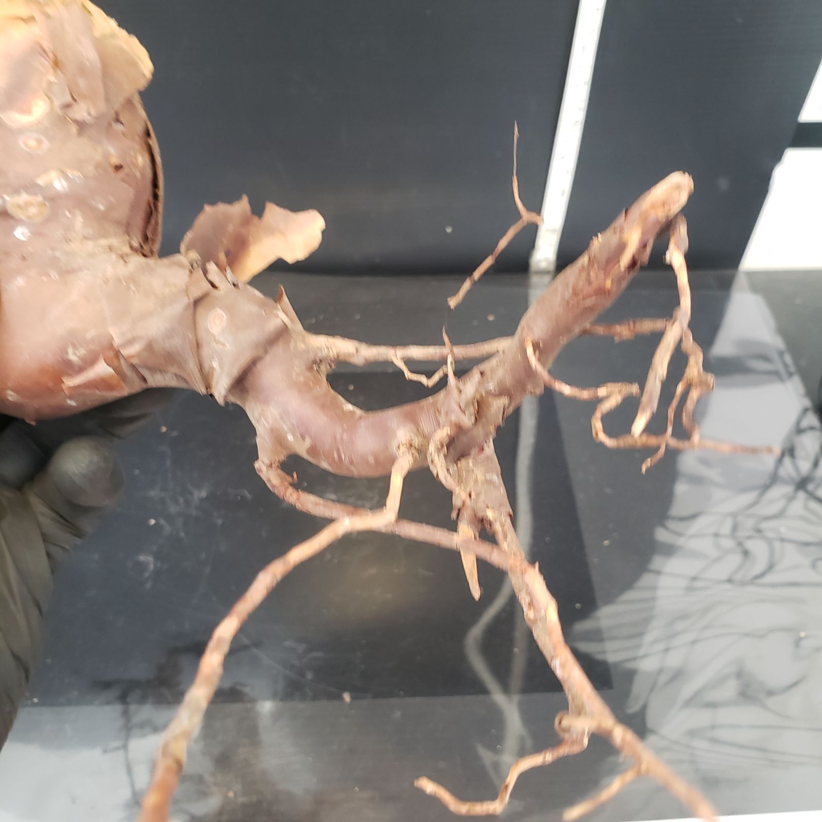 Z431 最新到着 Commiphora カタフピュア 現地球 抜き苗 灌木系 塊根植物 コミュフォラ カタフピュア YUZUMIYA_COM