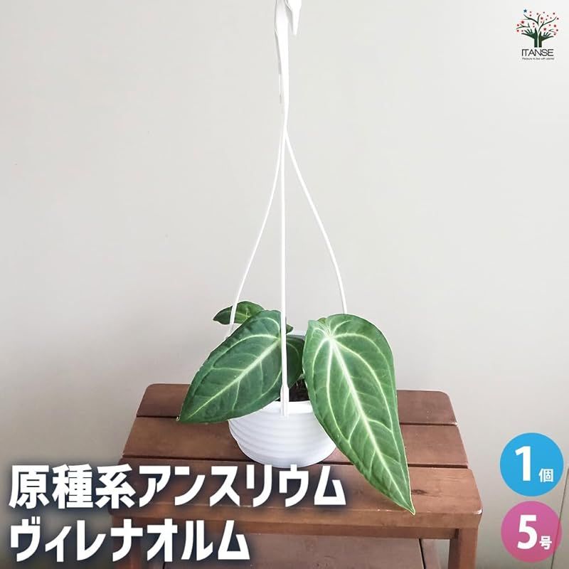ITANSE アンスリウム ヴィレナオルム 5号吊り鉢 1個売り 品種で選べる観葉植物 学名 Anthurium villenaorum 南米原産の原種系アンスリウム 成熟すると30cm以上にもなる縦長の大きな葉と 1.5~2mにも達する高さが特徴
