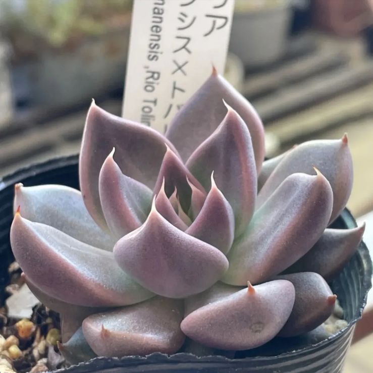 萌え✿*.:多肉館❣️トバレンシス×シャビアナ❣️札付き❗️多肉植物 